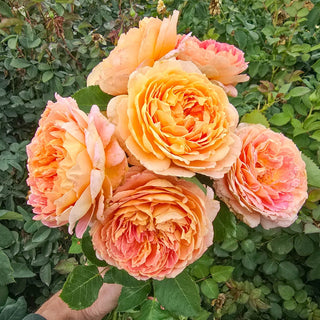 Fun in the Sun™ Grandiflora Rose