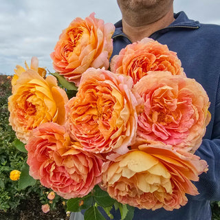 Fun in the Sun™ Grandiflora Rose