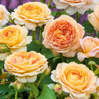 Fun in the Sun™ Grandiflora Rose
