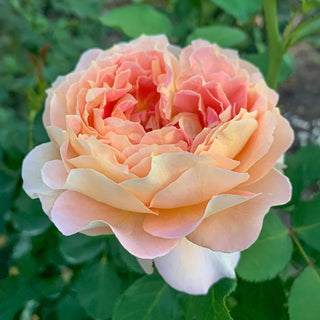 Fun in the Sun™ Grandiflora Rose