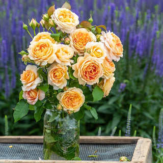 Fun in the Sun™ Grandiflora Rose