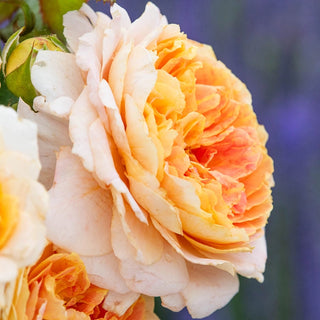 Fun in the Sun™ Grandiflora Rose