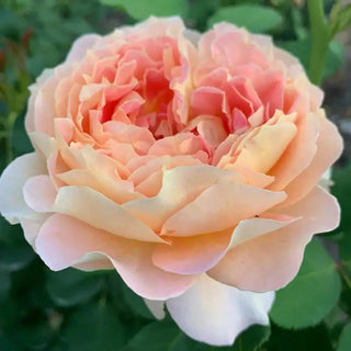Have Fun Roses Fun in the Sun Grandiflora Rose | Save up to 75% | Breck's