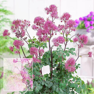 Little Pinkie Meadow Rue