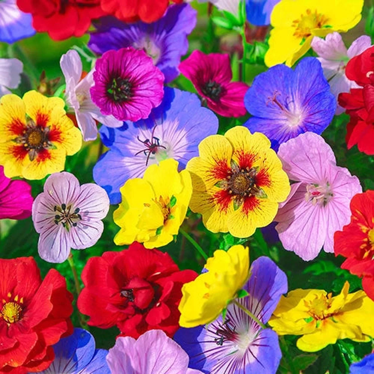 Colour Festival Mixture Potentilla x ...
