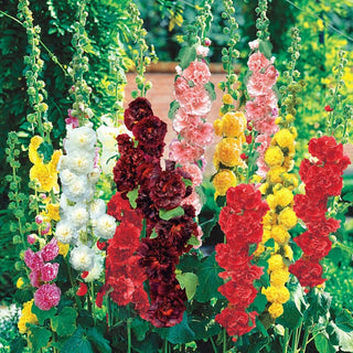 Double Hollyhock Mixture Super Sak