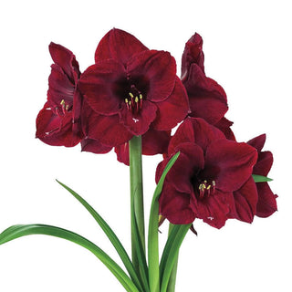 Amaryllis Benfica