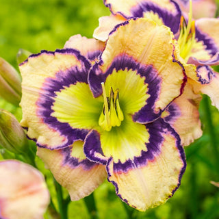 Spacecoast Sea Shells Reblooming Daylily