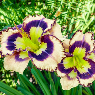 Spacecoast Sea Shells Reblooming Daylily