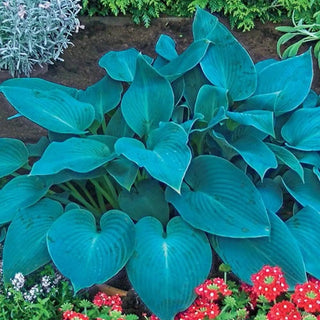 Hosta Canadian Blue