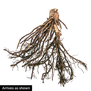 Hosta Canadian Blue