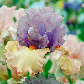 Enraptured Bearded Iris