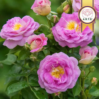 Rose Bushes For Sale - Shop Rose Plants | Breck's – Brecks
