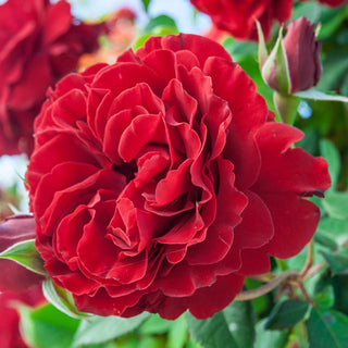 Lady in Red Climbing Rose