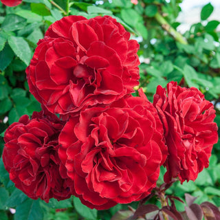 Lady in Red Climbing Rose