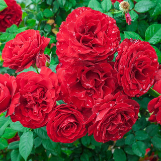 Lady in Red Climbing Rose