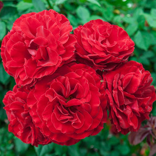 Lady in Red Climbing Rose