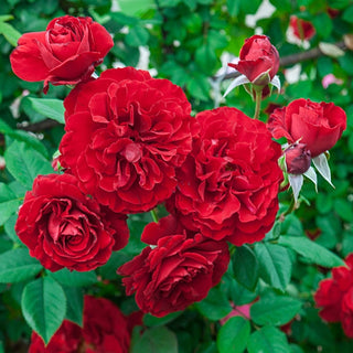 Lady in Red Climbing Rose
