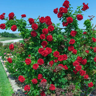 Premium Rose Bushes – Shrubs, Climbers & Hybrid Teas | Breck’s