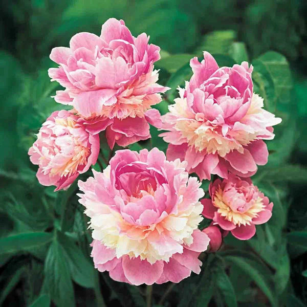 Lifetime Sorbet Peony – Breck's
