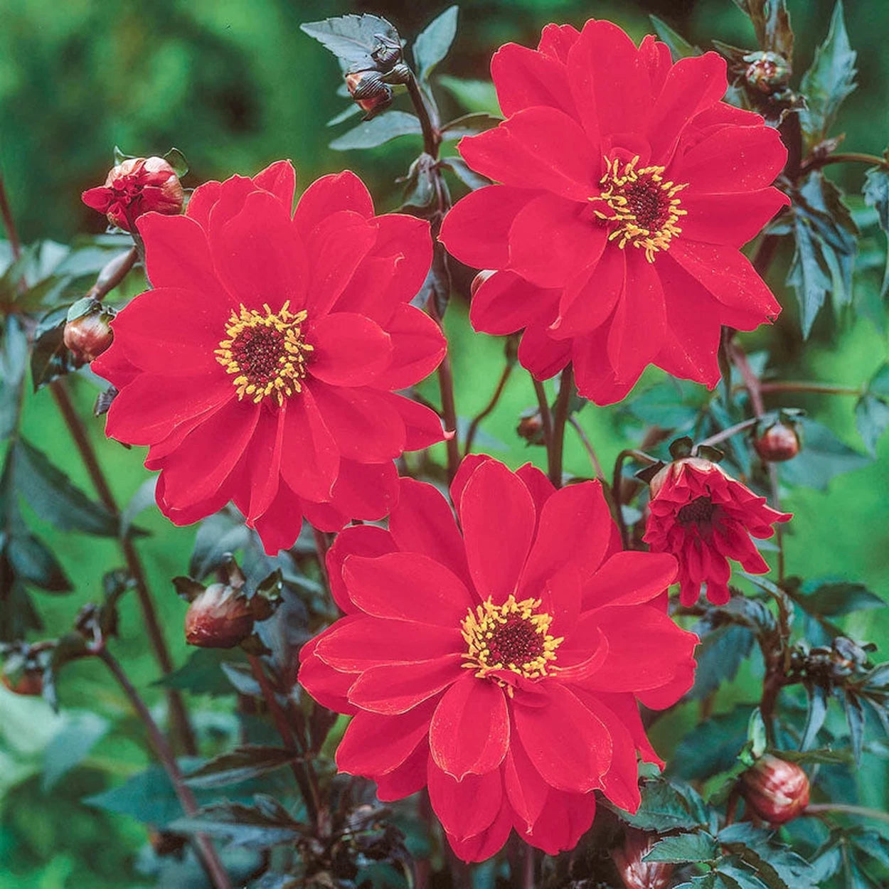 dahlia bishop of llandaff seeds Bishop of Llandaff Dahlia