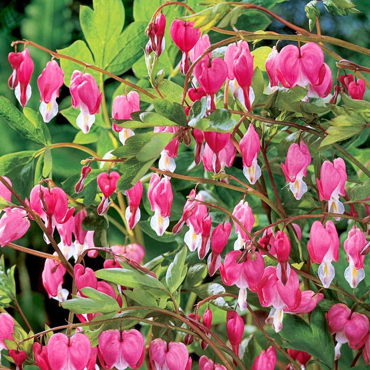 can you plant bleeding hearts in pots Old-Fashioned Bleeding Heart