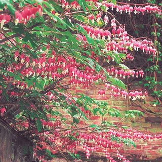 Old-Fashioned Bleeding Heart