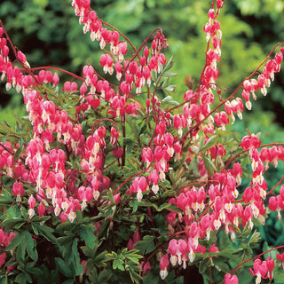 Old-Fashioned Bleeding Heart