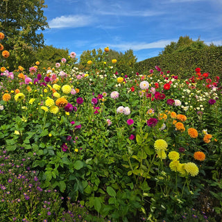 Decorative Dahlia Mixture Super Sak®