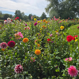 Decorative Dahlia Mixture Super Sak®