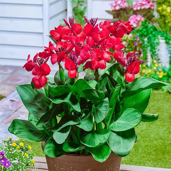 Happy花冠シャンパンエレガントレッド Buy Happy Carmen Canna | Breck's