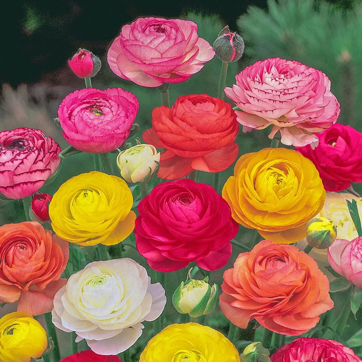 ranunculus potted plants for sale Buy Ranunculus Mixture