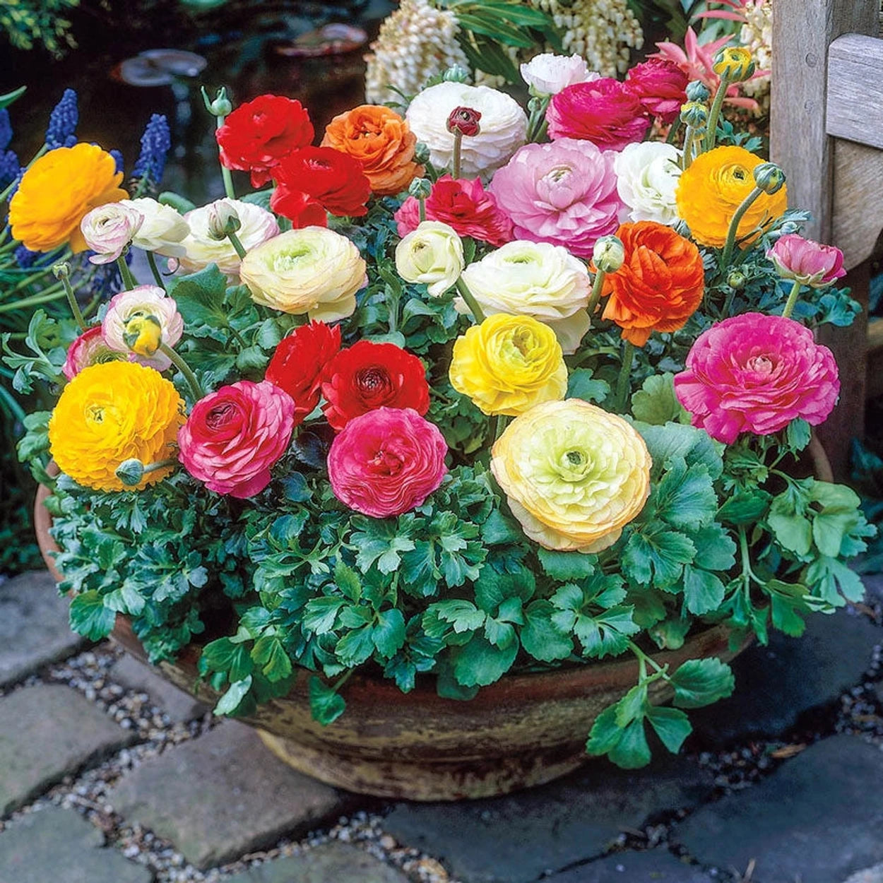 ranunculus potted plants for sale Buy Ranunculus Mixture