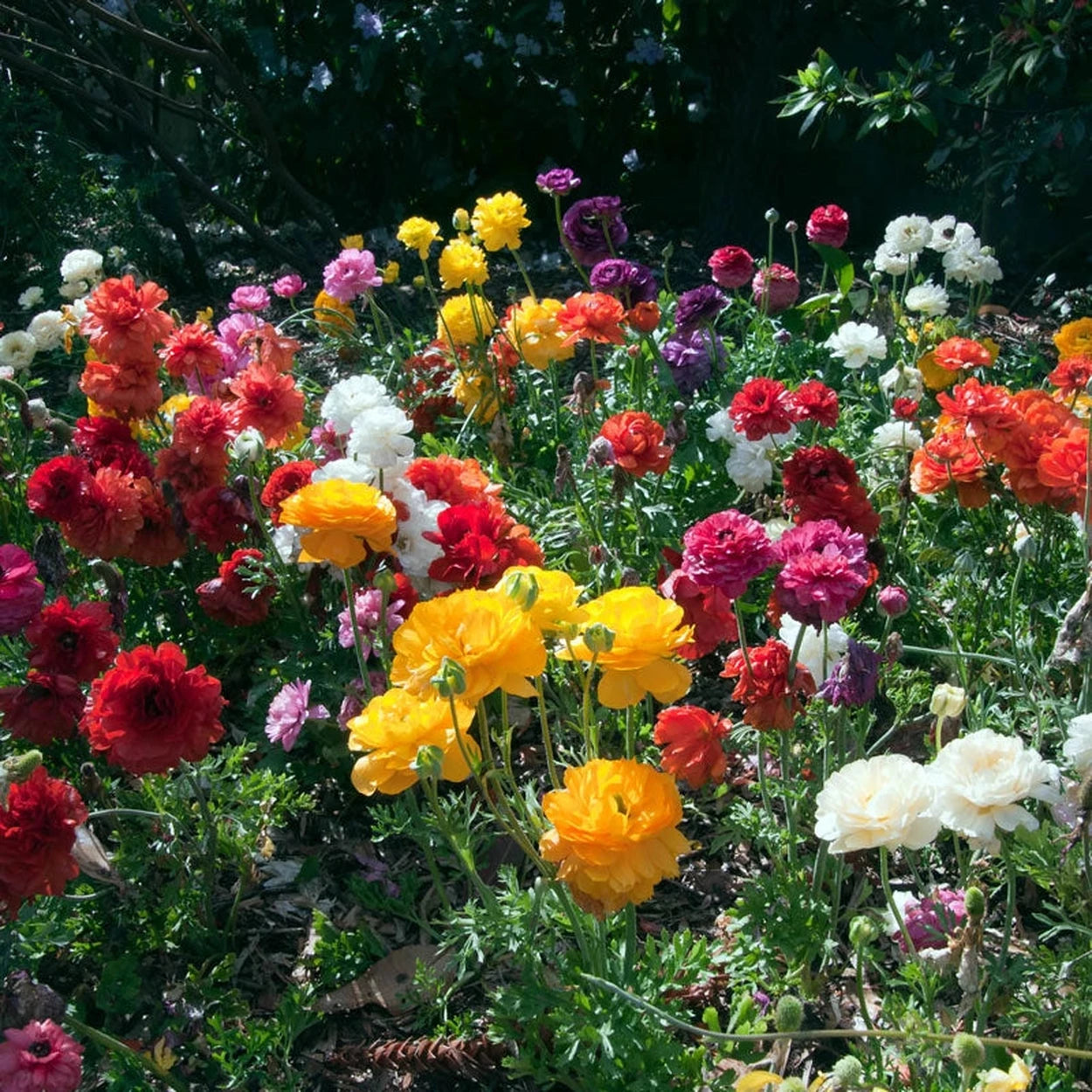 ranunculus potted plants for sale Buy Ranunculus Mixture