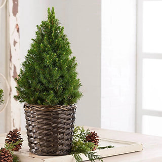 Winter Woods Potted Spruce Tree