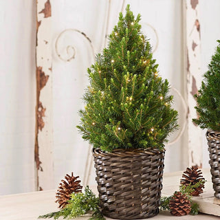 Winter Woods Potted Spruce Tree