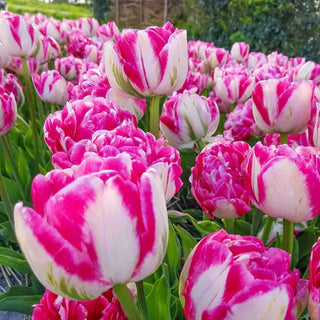 Foxtrot Double Tulip