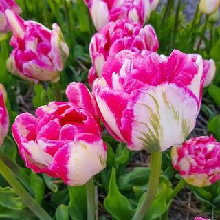 Foxtrot Double Tulip