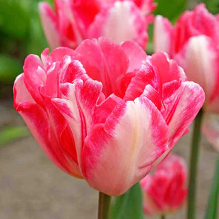 Foxtrot Double Tulip