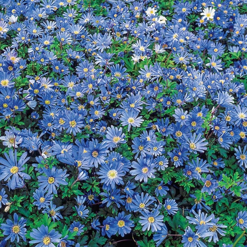 Buy Blue Shades Anemone Online | Spring Bulbs Sale | Breck's