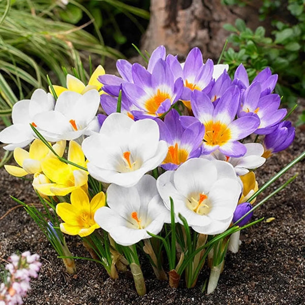 Three Cheers Snow Crocus Mixture | Shop Online | Breck's