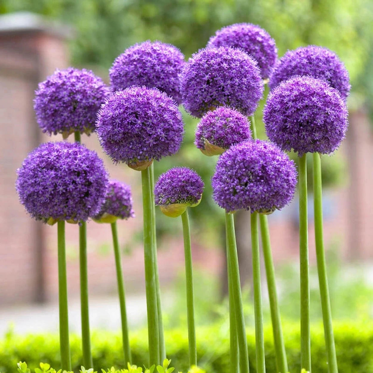 potted allium plants for sale Gladiator Allium