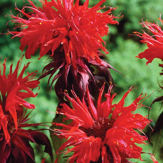 Garden View Scarlet Bee Balm