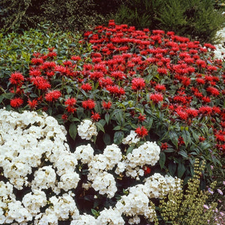 Garden View Scarlet Bee Balm