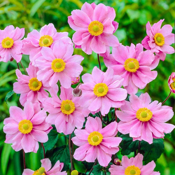 Buy Serenade Japanese Anemone | Breck's