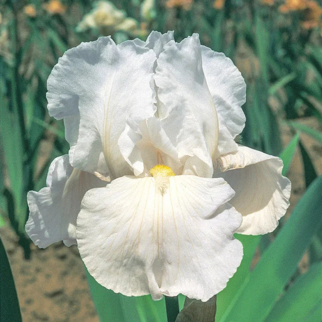 iris lily white Immortality Reblooming Bearded Iris | Shop Online
