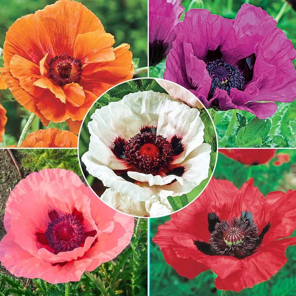 potted poppy plants for sale Breck's® Colourful Oriental Poppy Collection