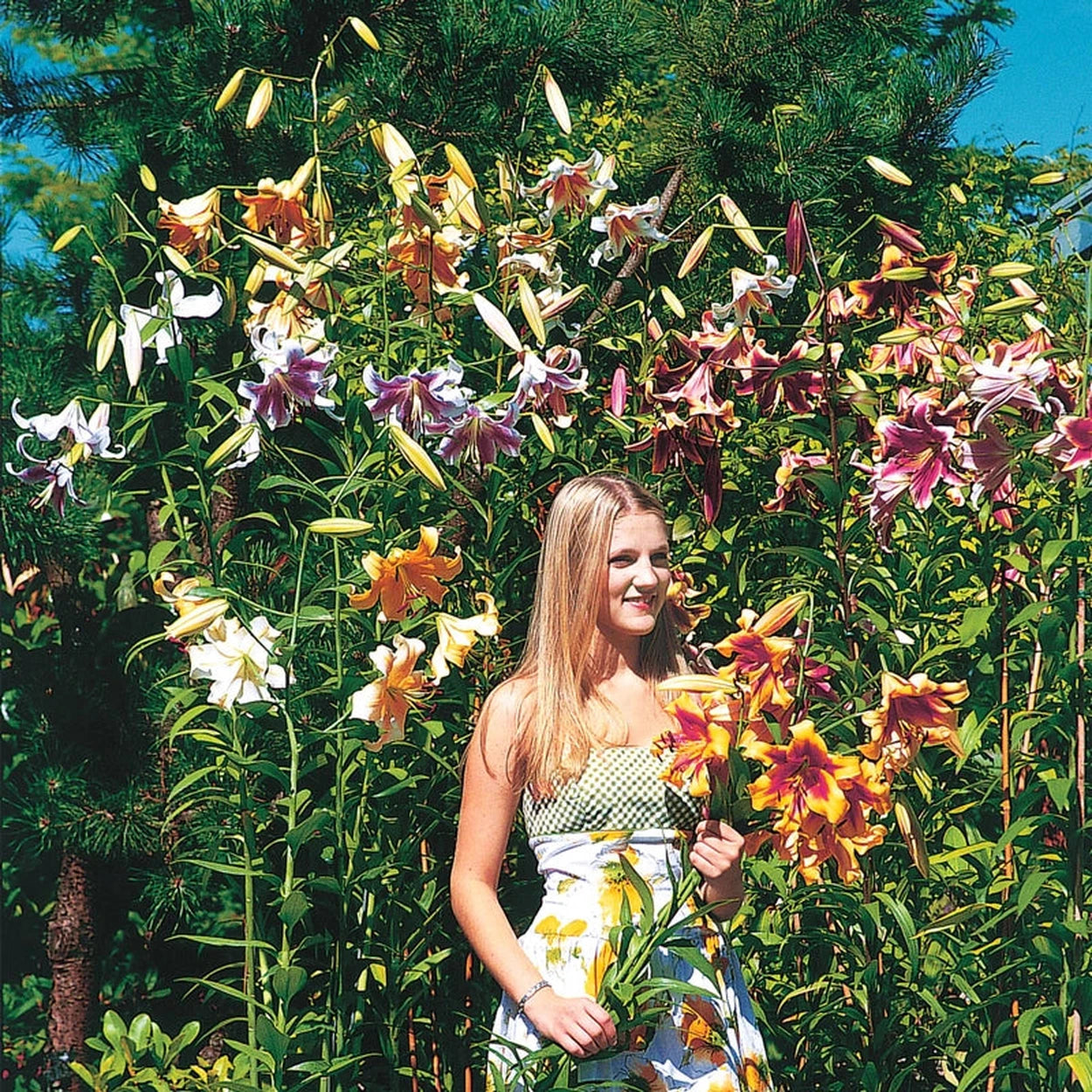 giant tree lily flower bulbs Lily Tree® Mixture