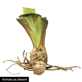 Double Ringer Bearded Iris