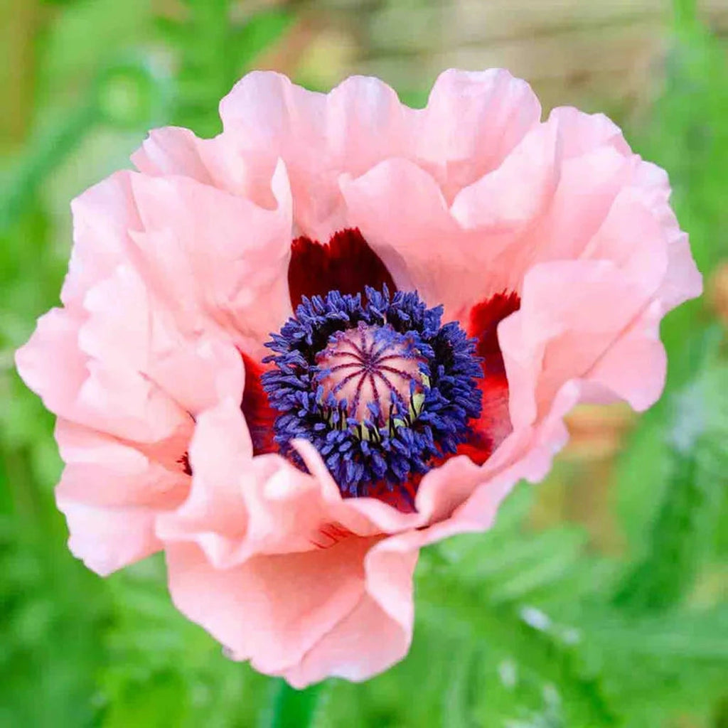 Poppy Perry Shop Mrs Perry Oriental Poppy | Sun Perennials | Breck's